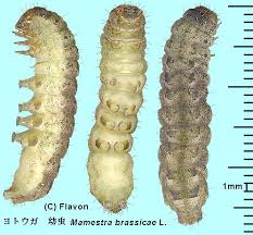 Attēlu rezultāti vaicājumam “Mamestra brassicae larva”