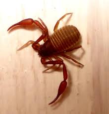 Attēlu rezultāti vaicājumam “Chelifer cancroides”