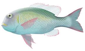 Image result for Monotaxis grandoculis