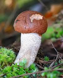 Attēlu rezultāti vaicājumam “Leccinum”