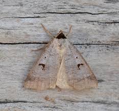 Attēlu rezultāti vaicājumam “Lygephila pastinum”