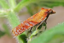 Attēlu rezultāti vaicājumam “Acleris aspersana”