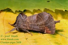 Attēlu rezultāti vaicājumam “Clostera pigra”