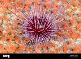 Image result for Mesocentrotus franciscanus