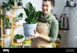 Image result for zamiokulkas