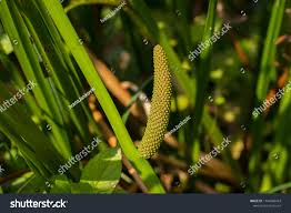 Attēlu rezultāti vaicājumam “Acorus calamus fruit”