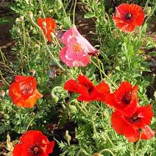 Image result for Papaver rhoeas 'Shirley'