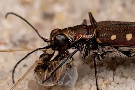 Attēlu rezultāti vaicājumam “Cicindela sylvatica imago”