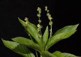 Attēlu rezultāti vaicājumam “Mercurialis perennis flower”