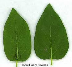 Attēlu rezultāti vaicājumam “Silene tatarica leaf”