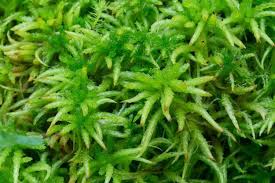 Attēlu rezultāti vaicājumam “Sphagnum palustre sporophyte”