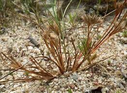 Attēlu rezultāti vaicājumam “Juncus nastanthus”