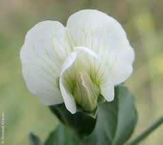 Attēlu rezultāti vaicājumam “Pisum sativum flower”