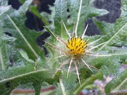 Image result for Cnicus benedictus