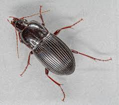 Attēlu rezultāti vaicājumam “Pterostichus oblongopunctatus”