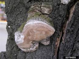 Attēlu rezultāti vaicājumam “Phellinus pomaceus”