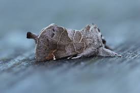 Attēlu rezultāti vaicājumam “Clostera pigra”