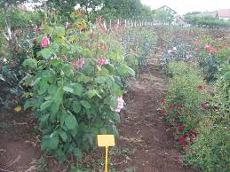 Attēlu rezultāti vaicājumam “Rosa canina”