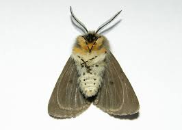 Attēlu rezultāti vaicājumam “Diaphora mendica”