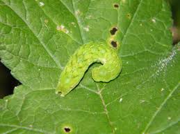 Attēlu rezultāti vaicājumam “Phlogophora meticulosa”