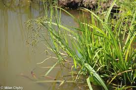 Attēlu rezultāti vaicājumam “Scirpus sylvaticus leaf”