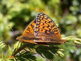 Attēlu rezultāti vaicājumam “Argynnis niobe underside”