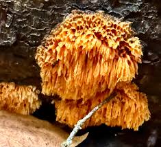 Attēlu rezultāti vaicājumam “Symphytocarpus flaccidus macro”