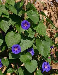 Image result for Ipomoea purpurea
