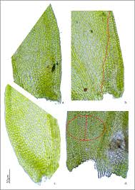 Attēlu rezultāti vaicājumam “Isothecium alopecuroides sporophyte”