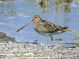 Attēlu rezultāti vaicājumam “Gallinago gallinago eggs”
