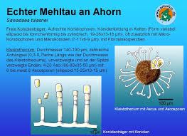 Attēlu rezultāti vaicājumam “Sawadaea tulasnei”