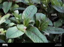Attēlu rezultāti vaicājumam “Impatiens glandulifera leaf”