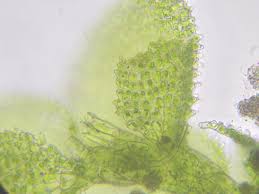 Attēlu rezultāti vaicājumam “Dicranella varia”