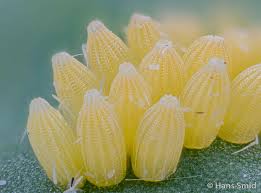Attēlu rezultāti vaicājumam “Pieris brassicae underside”