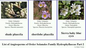 Attēlu rezultāti vaicājumam “Hydrophyllaceae”