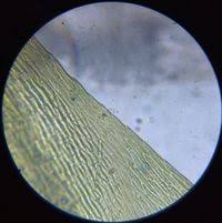 Attēlu rezultāti vaicājumam “Sciuro-hypnum”