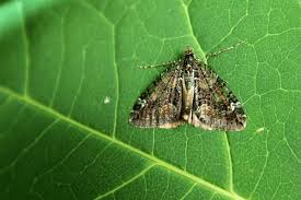 Attēlu rezultāti vaicājumam “Chloroclysta siterata”