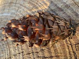 Attēlu rezultāti vaicājumam “Pseudotsuga menziesii fruit”