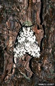 Attēlu rezultāti vaicājumam “Lymantria monacha”