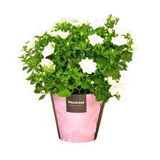 Image result for Campanula isophylla