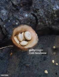 Attēlu rezultāti vaicājumam “Crucibulum laeve”