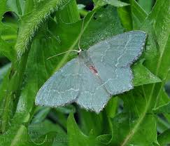 Attēlu rezultāti vaicājumam “Hemithea aestivaria”