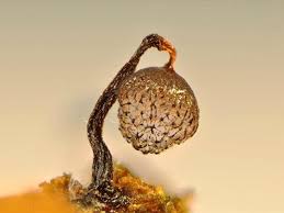 Attēlu rezultāti vaicājumam “Cribraria intricata”