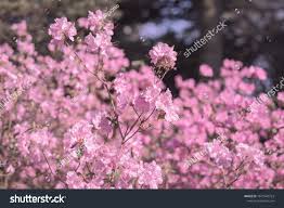 Attēlu rezultāti vaicājumam “Rhododendron sichotense flower”