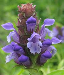 Attēlu rezultāti vaicājumam “Prunella vulgaris”