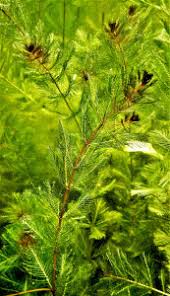 Attēlu rezultāti vaicājumam “Euura acutifoliae”