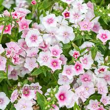 Image result for Phlox drummondii