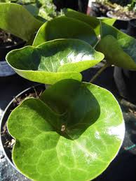 Attēlu rezultāti vaicājumam “Asarum europaeum leaf”