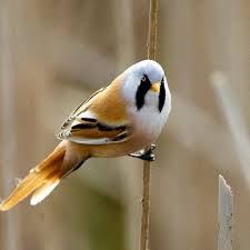 Attēlu rezultāti vaicājumam “Panurus biarmicus”