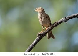 Image result for Emberiza calandra